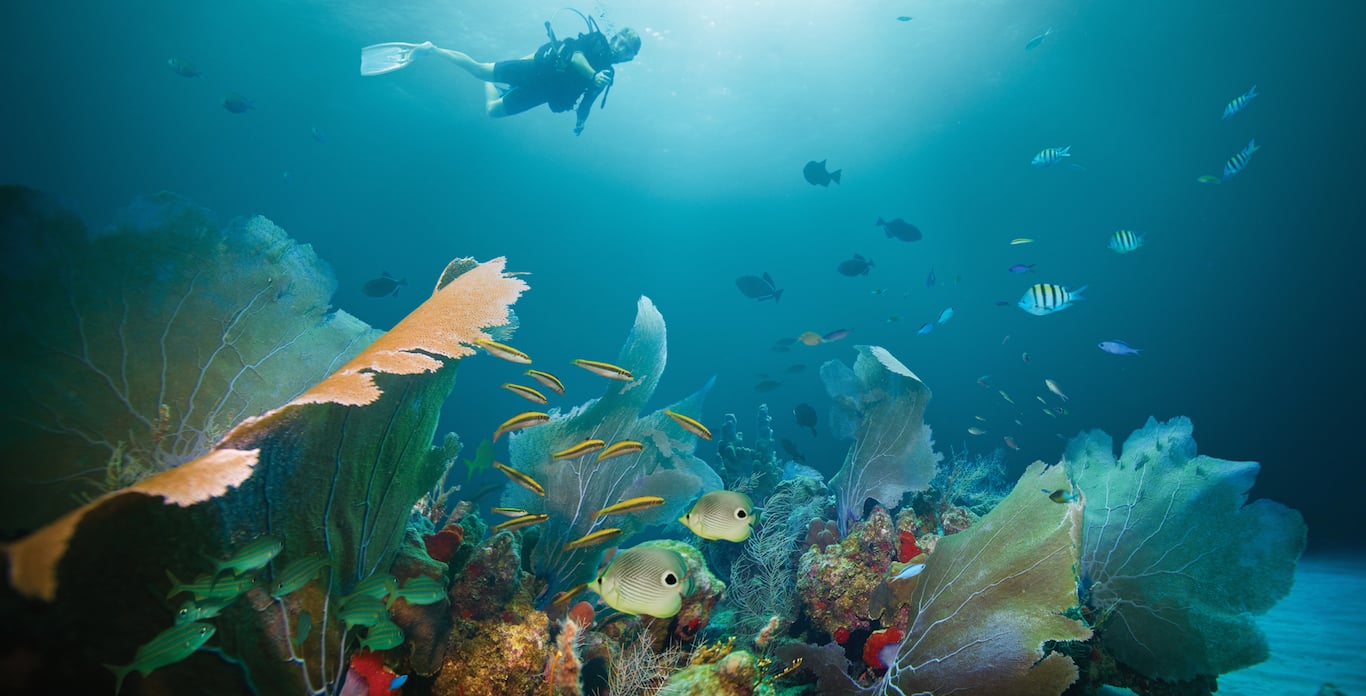 5 Best Caribbean Super Yacht Charters for Scuba Diving