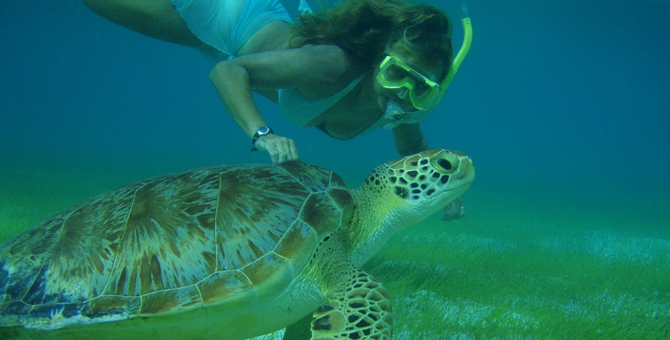 Luxury Liveaboard Diving - BVI Scuba Diving Scuba diving with the turtles - Luxury liveaboard diving - BVI Scuba diving