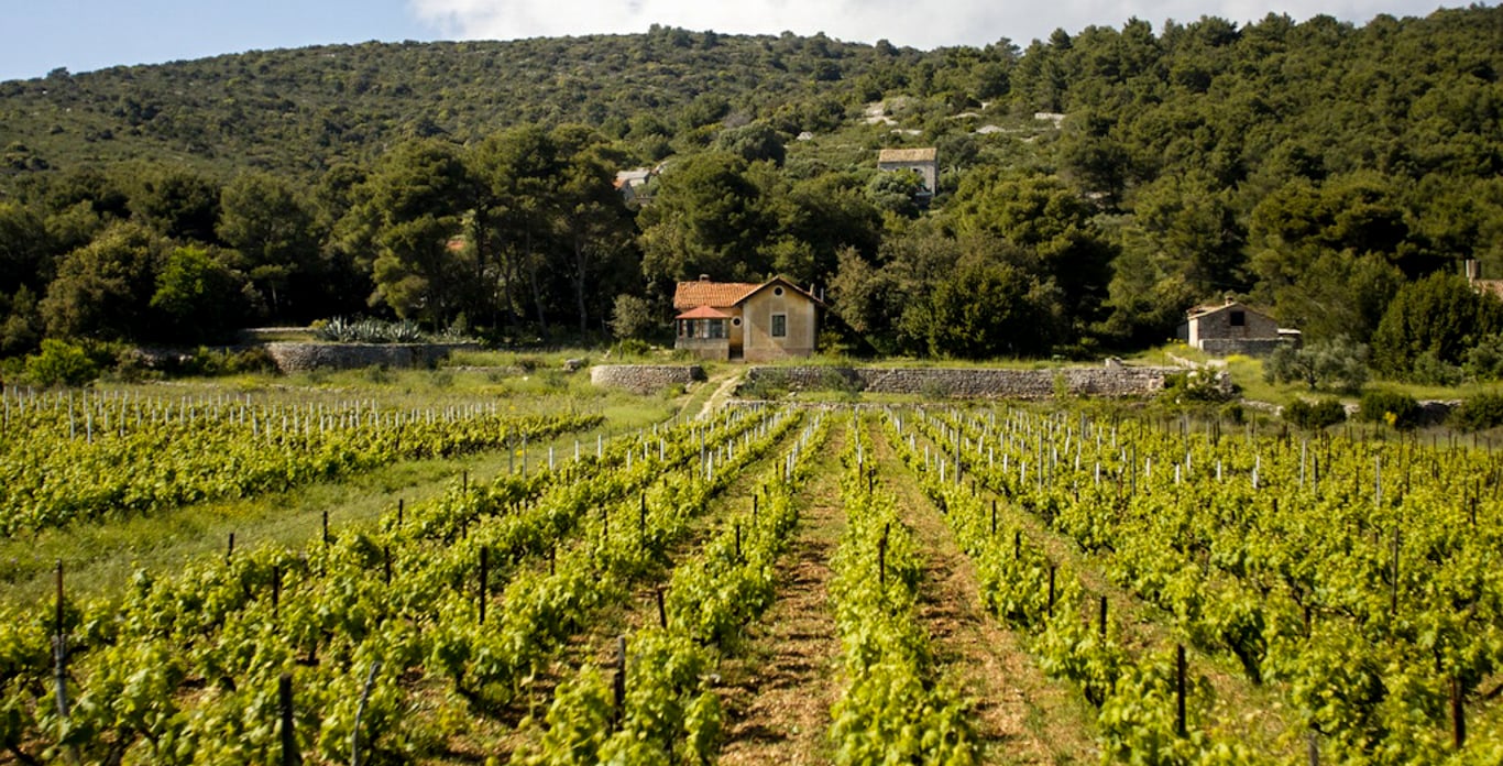Anchor your chartered Hvar yacht and explore the vineyards and countryside.