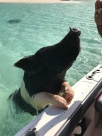 Big Majors Cay pigs swimming up to the side of a boat looking for a free meal handout.