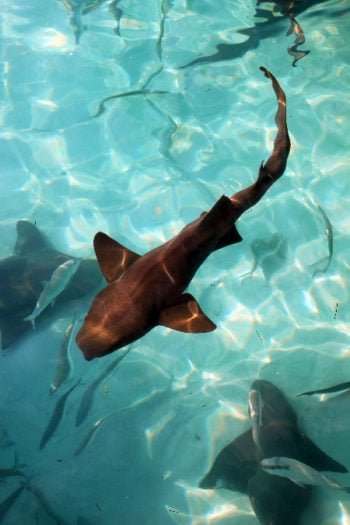Swim with Nurse Sharks at Compass Cay