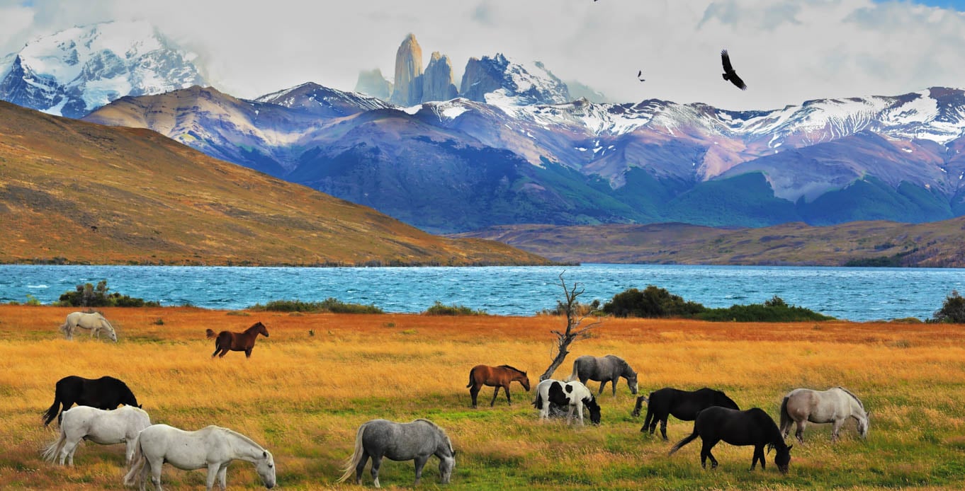 View of field with horses and mountains in the background while on a Patagonia Yacht Charter Itinerary