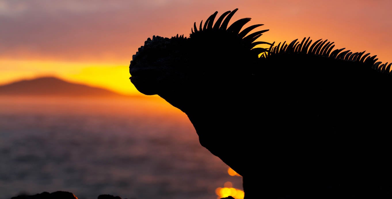 Luxury Galapagos Yacht Cruises on Stella Maris Iguanas on a Galapagos yacht cruise