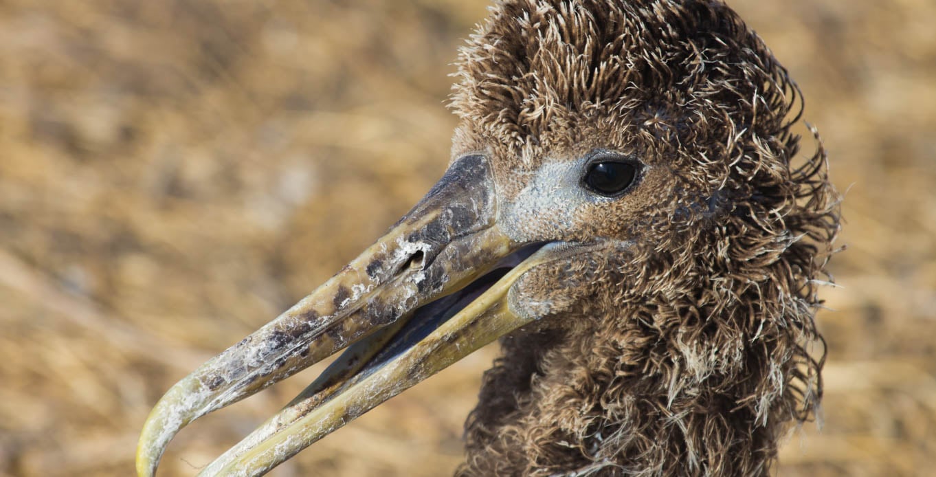 A Galapagos Albatross Chick