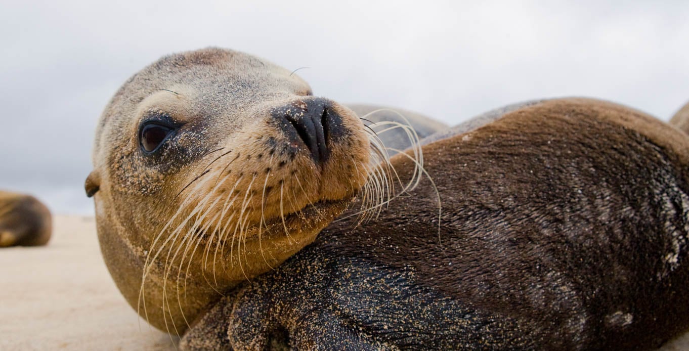 Luxury Galapagos Yacht Cruises on Stella Maris Galapagos sea lion