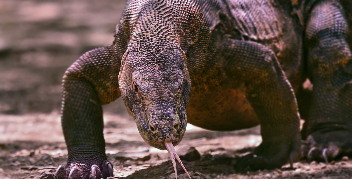 Komodo Islands Liveaboard Charter on Gaia Love