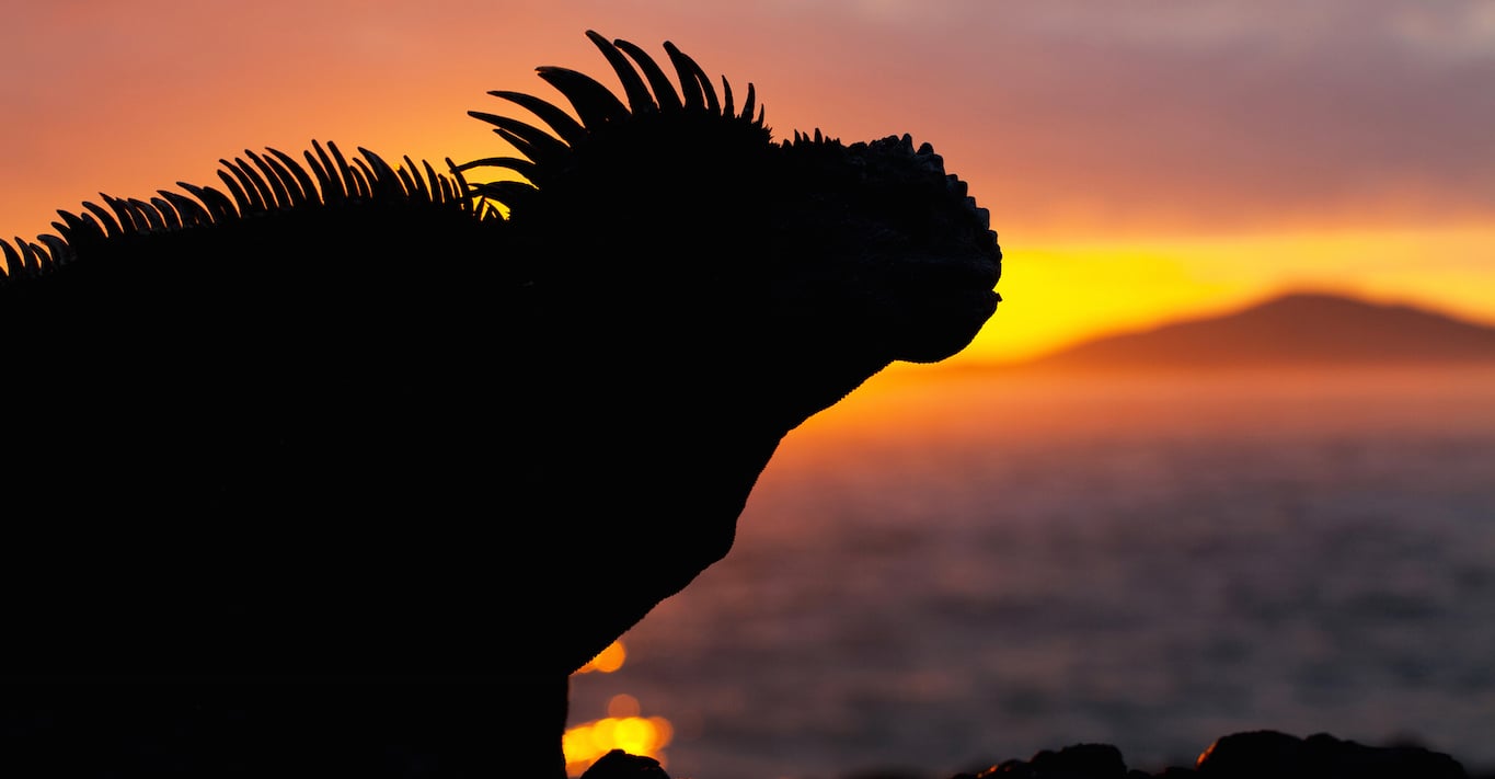 Wildlife on Luxury Galapagos Yacht Charter