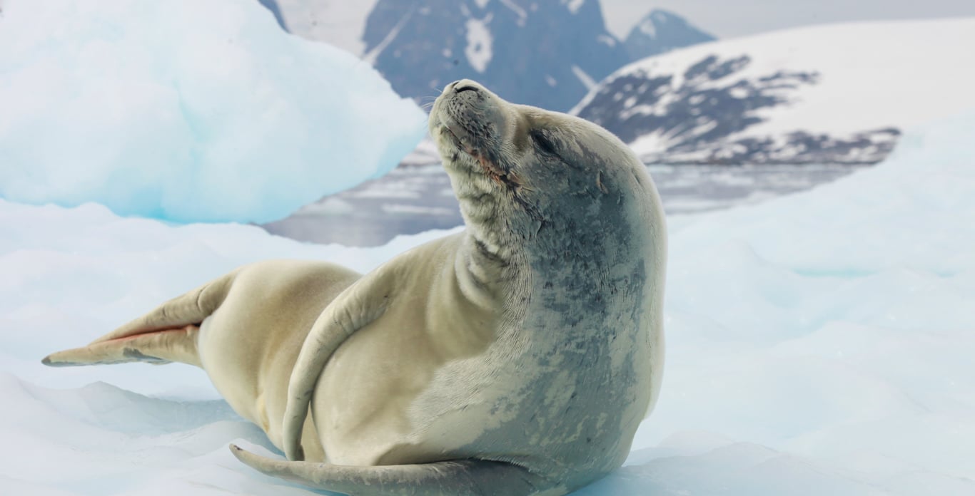 Seal on Antarctica Expedition Cruise