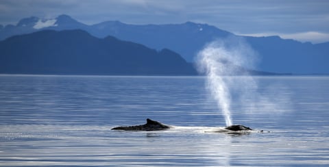 Yacht Charters In Alaska Summer 2021