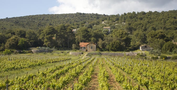 Vineyard on Hvar