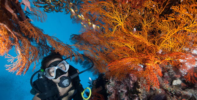 scuba dive vacations in USVI