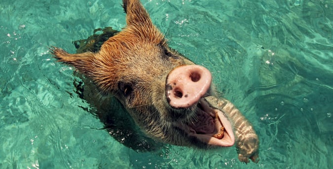 swimming with pigs exumas
