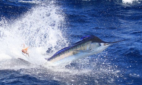 sport fish jumping out of water