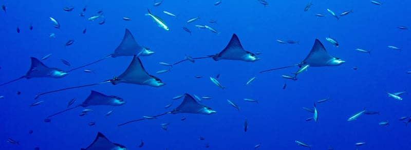 manta rays in Fiji