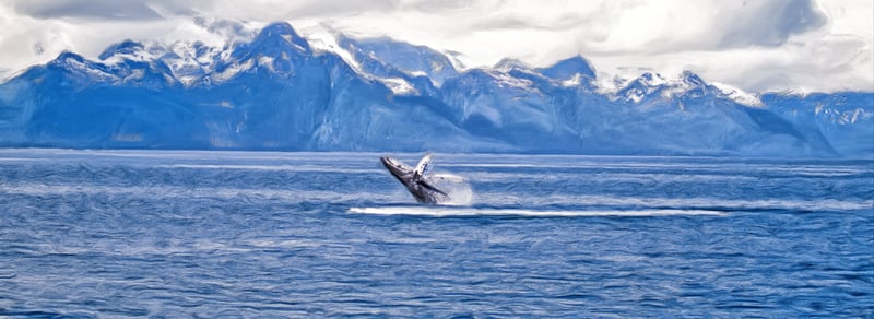 breaching h=whale in alaska