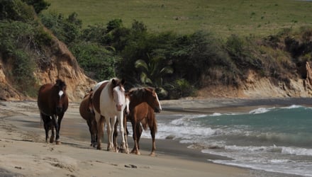 Horses on beach in Spanish Virgin Islands