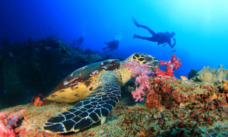 Scuba Diving Vacations on Luxury Yachts