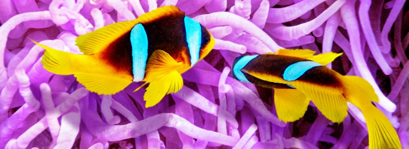 scuba diving on a Belize Yacht Charter