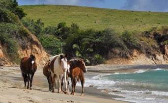 hoes in the spanish virgin islands