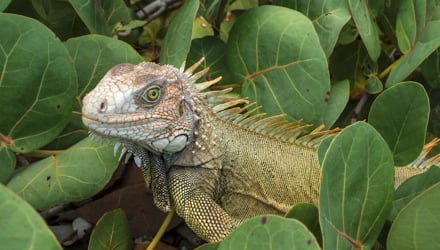 Iguana in Virgin Islands