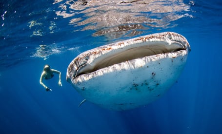 snorkeling