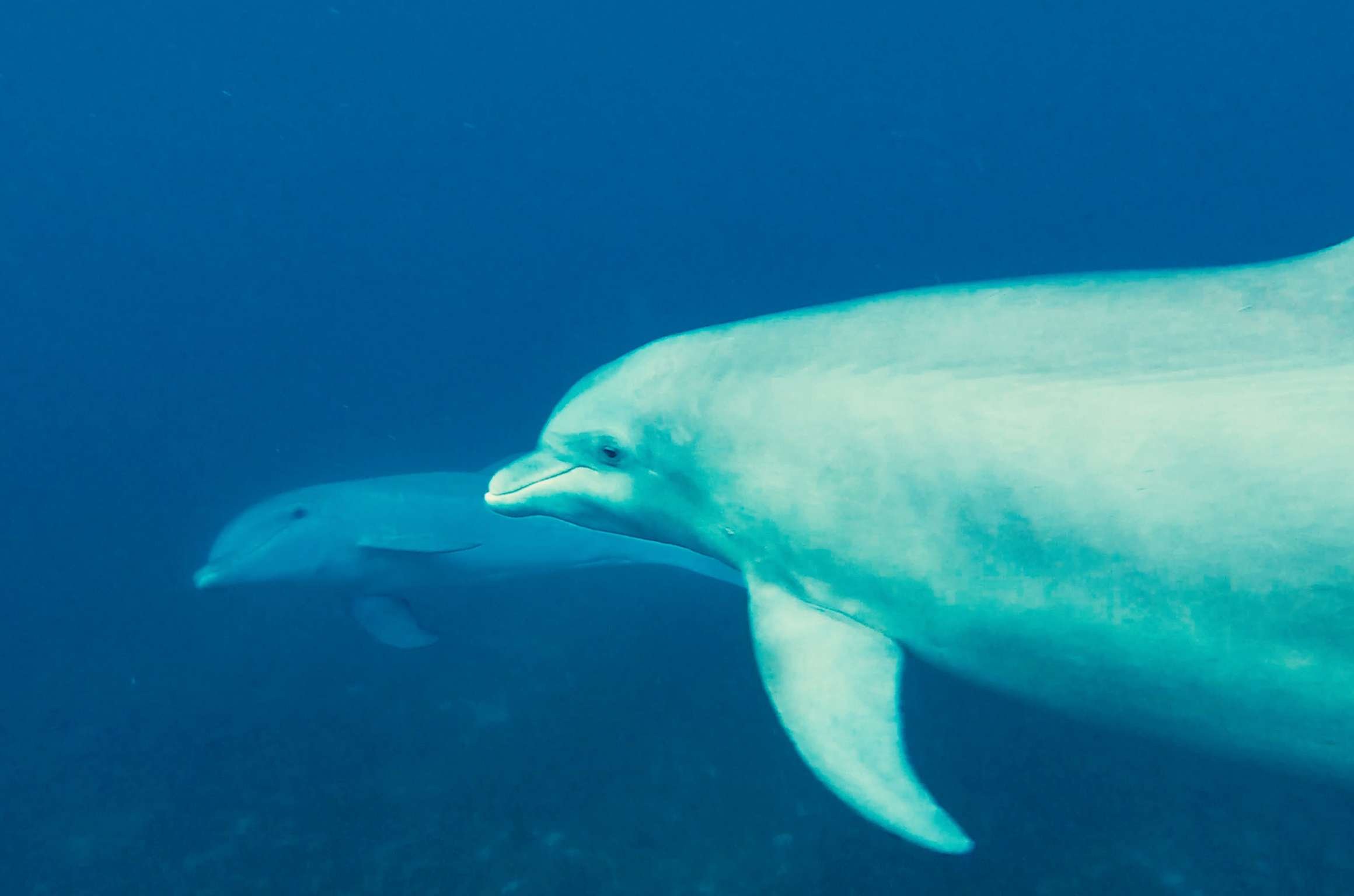 Catamaran Yacht 'KORU' ...and dolphins if you are really lucky!, 6 PAX, 2 Crew, 49.00 Ft, 14.00 Meters, Built 2021, Catana