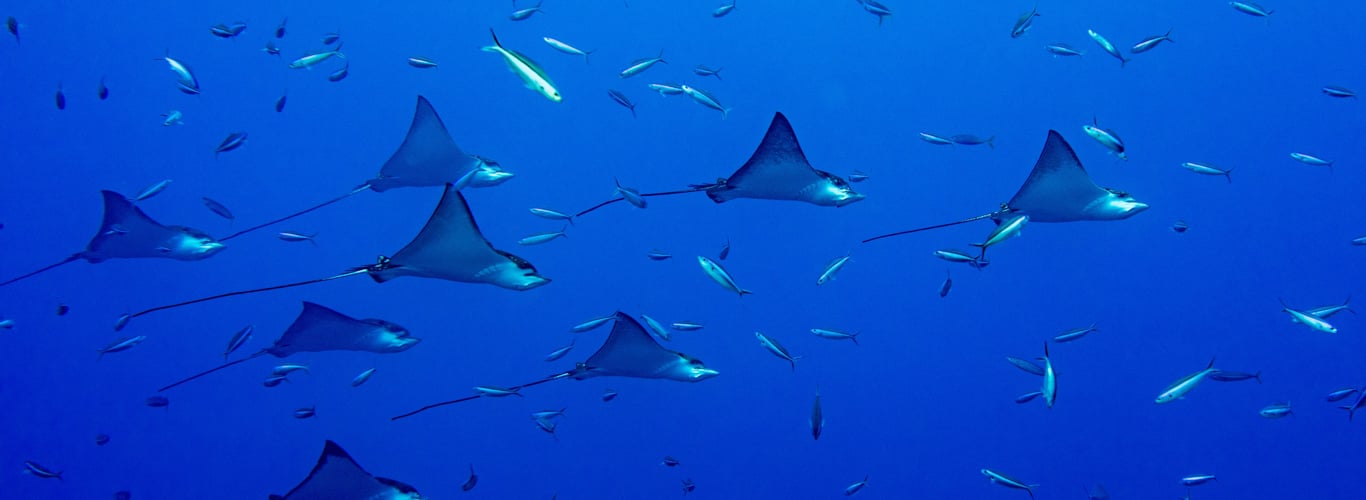 swimming with mantas in fiji