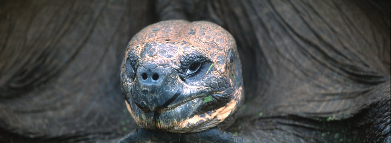 tortoise on Galapagos Islands Yacht Charters
