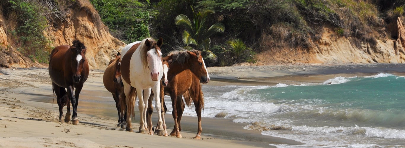 horses in Vieques
