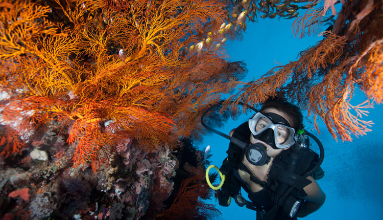 Scuba Diving on a Luxury Yacht Charter