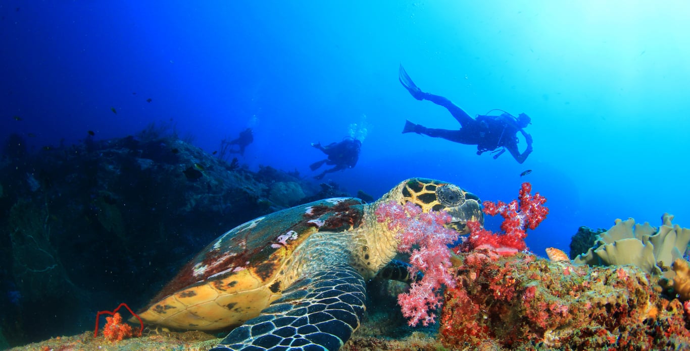 Scuba Diving in the Virgin Islands
