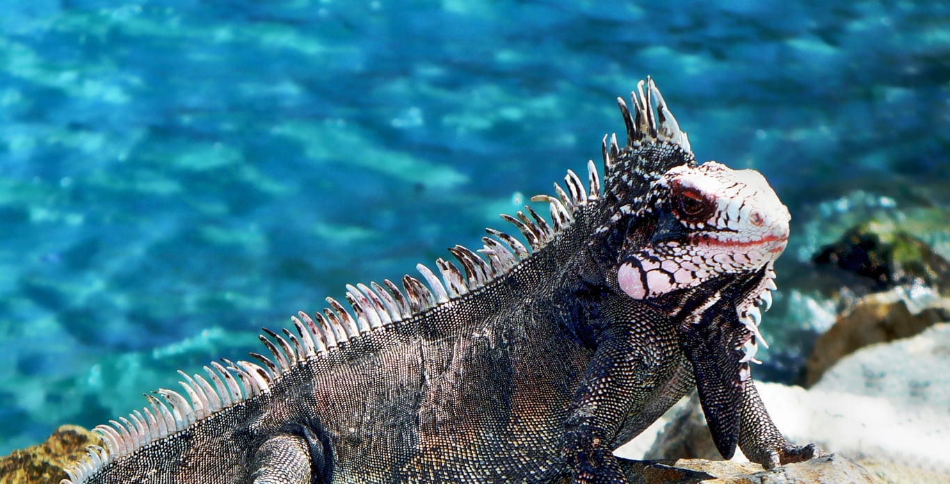 iguana on St. Thomas