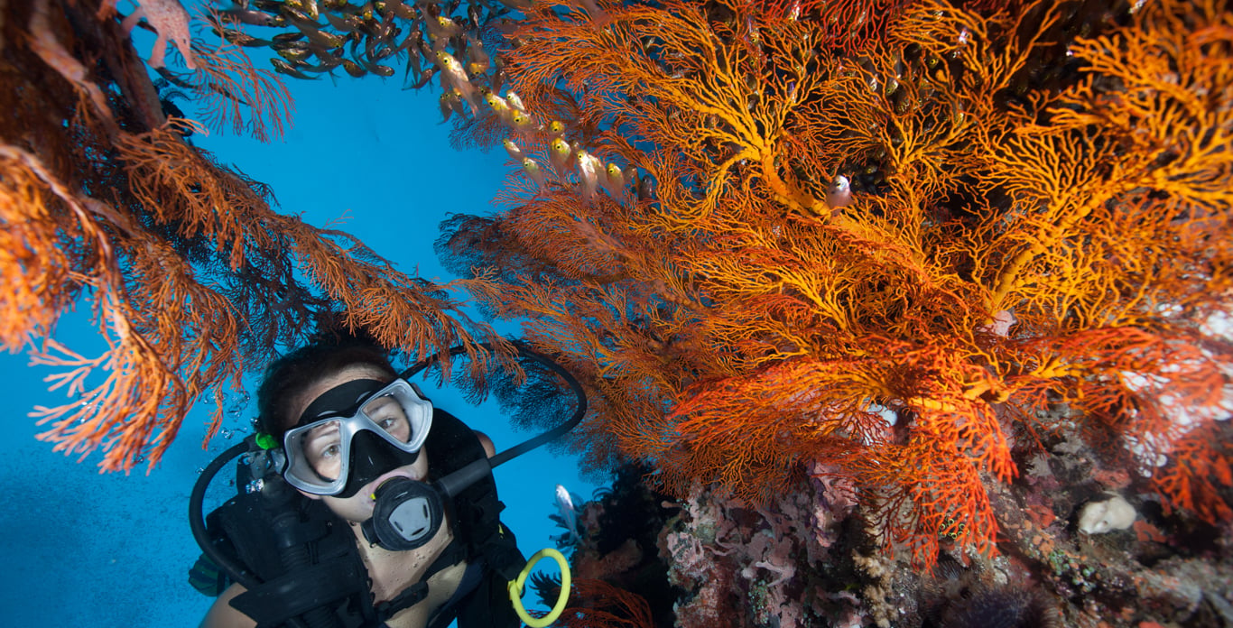 scuba dive vacations in USVI
