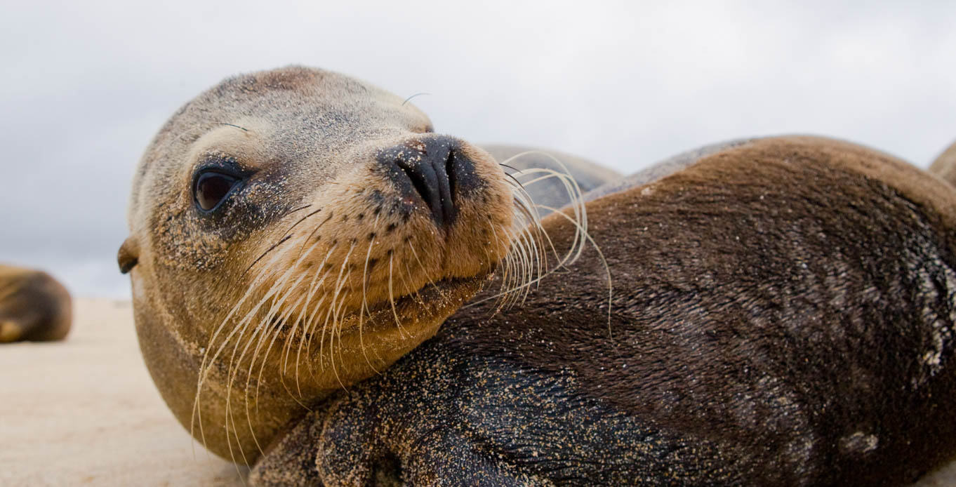 Luxury Galapagos Yacht Cruises on Stella Maris Galapagos sea lion