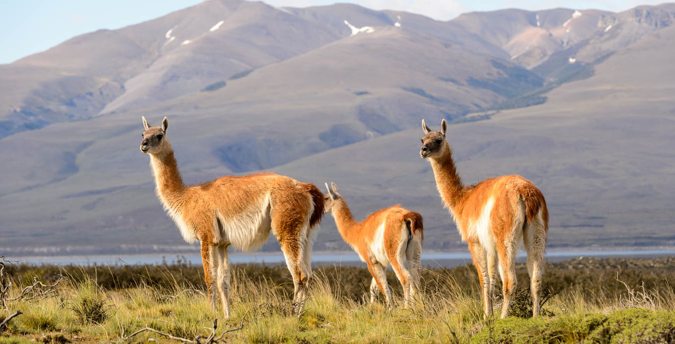 Wildlife on a Patagonia Yacht Charter Wildlife on a Patagonia Yacht Charter